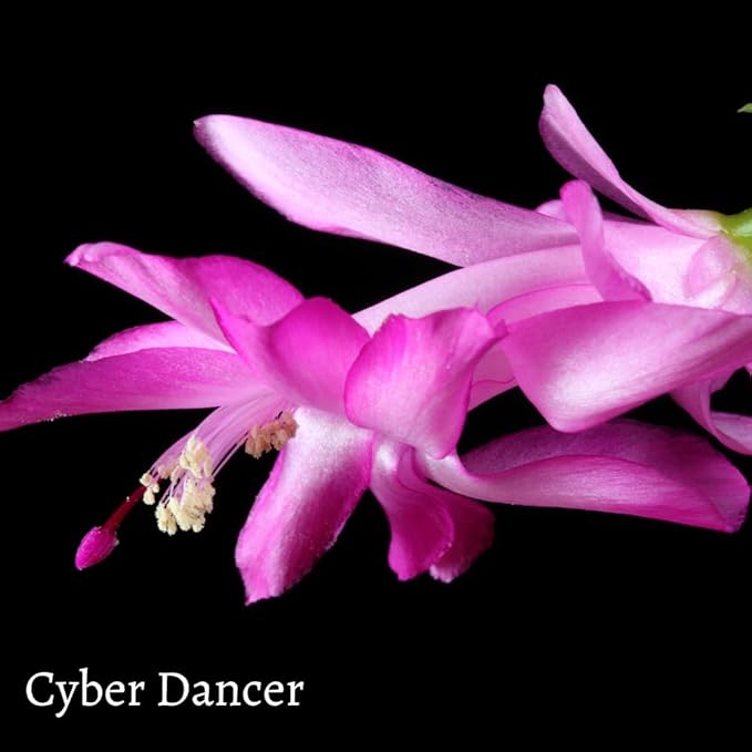 TriStar Plants - Thanksgiving Cactus - 4" inch Pot, Fasle Christmas Cactus, Easter Cactus, Holiday Plant, Winter Flowers, Christmas Plants, Winter Blooms (Cyber Dancer)