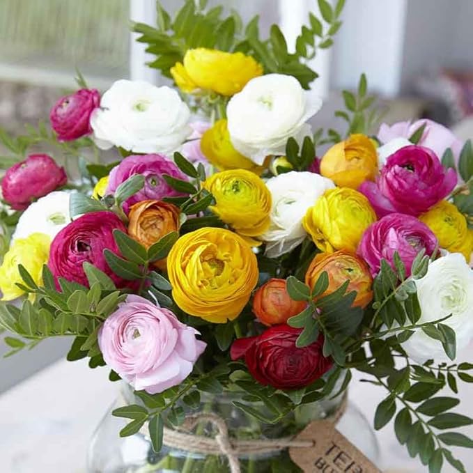 Eden Brothers Ranunculus Bulbs - 45 Days of Bloom Mix