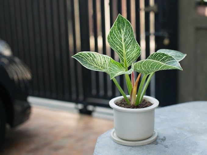 GARDENERA Philodendron Soil - Ideal Formula for Healthy and Lush Philodendron Growth - 3 QUARTS