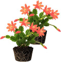 2 Salmon Christmas Cactus Plants Live, 4 to 7 Inch Tall Colorful Christmas Cactus, Holiday Flower Houseplant, Indoor Outdoors Easy Care Plants for Home Garden