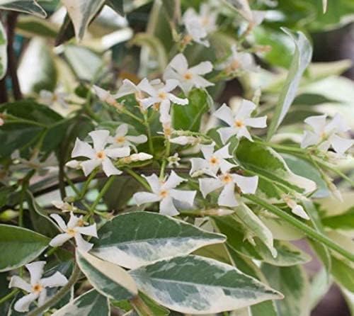 Confederate Jasmine Variegated - 40 Live Plants - Trachelospermum Jasminoides Variegatum - Fragrant Blooming Evergreen Vine