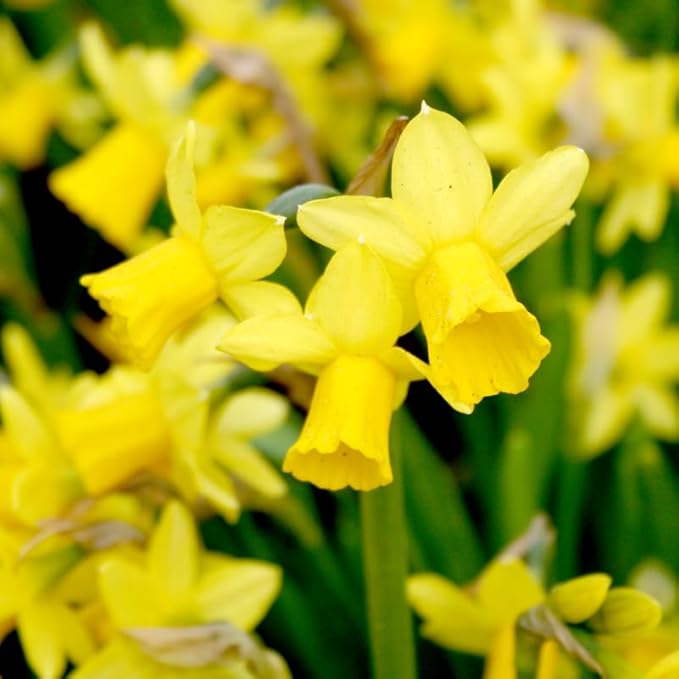 Tete A Tete Daffodil Flower Bulbs Jumbo Pack - 50 Bulbs per Pack - Deer Resistant - Good as Cut Flowers - Good for Indoor Forcing - Grows Well in Containers - Naturalizing - Perennializing