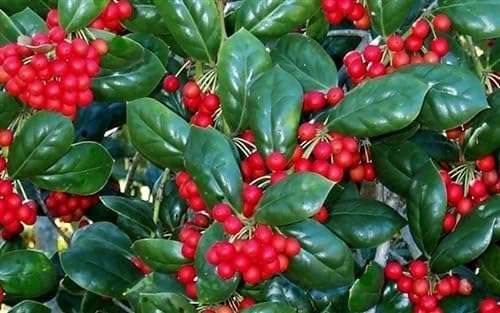 Burfordi Holly | 1 Large Gallon Size Plant | Ilex Cornuta | Fast Growing Evergreen Shrubs, Privacy Hedge Plants, Dark Green Foliage, Low Maintenance Landscaping, Ideal for Hedges and Borders