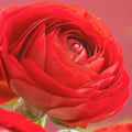 Ranunculus Bulbs for Planting, 25 Red Ranunculus Bulbs for Fall Planting, French Peony Ranunculus Corms Bulk Ranunculus Flowers Buttercups, Butterfly Ranunculus Bulbs to Grow