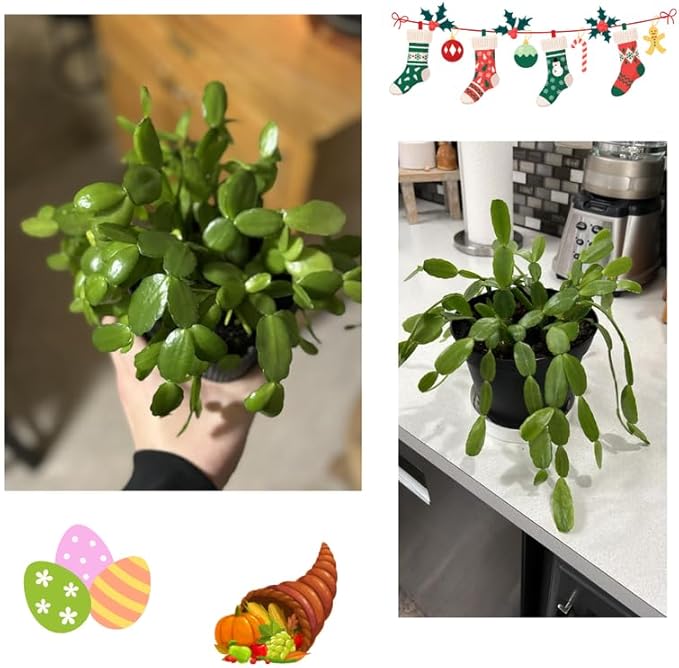 4 Mixed of Easter Cactus Plants Live, Christmas Cactus, False Thanksgiving Cactus Plants Like, Cold Hardy, 5-9" in Tall, No Pot, Assorted Colors - 3