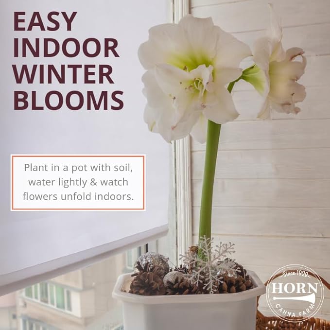 Aquaro Double Amaryllis Bulb by Horn Canna Farm | Large Indoor Holiday Flower Bulb | White Double Blooms with Pink Streaked Petals