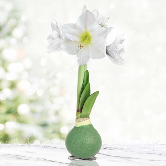 Pristine Forest Intokazi Waxed Amaryllis Flower Bulb with Stand, No Water Needed