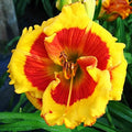 Brookwood Lee Causey Daylily Flower Bulb - Naturalizing - Perennializing - Easy to Grow Live Plants - Outdoor Garden
