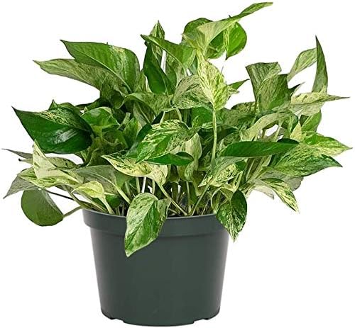 American Plant Exchange Marble Queen Pothos – Live 6-Inch Pot, Bright Green Trailing Vine, Easy-Care Air Purifying Houseplant for Hanging Planters, Shelves & Indoor Home or Office Décor