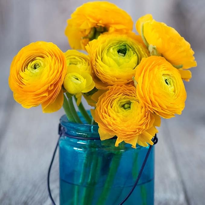 25 Yellow Ranunculus Bulbs Spring Planting - Buttercup Flower Bulb Value Bag - Plant in Gardens, Containers & Flowerbeds - Easy to Grow Perennial Flowers Bulbs by Willard & May