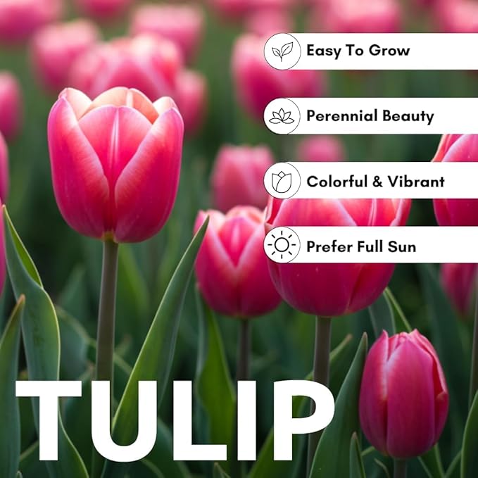 Rainbows Parrot Tulip Bulbs for Planting - Huge Bulbs for Huge Flowers, Grow Huge Rainbow Tulips (50 Bulbs)
