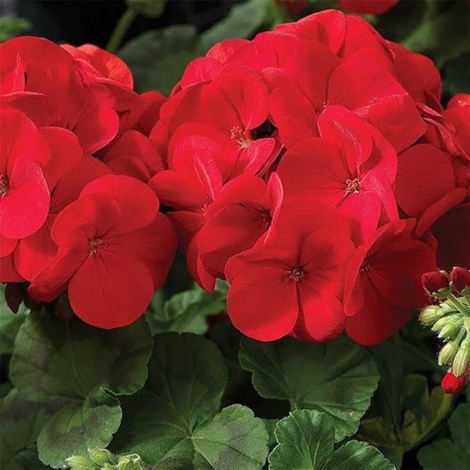 Maverick Series Geranium Scarlet ~10 Seeds – Pelargonium x hortorum – Non-GMO, Annual – Compact 12-18" Plants – 4-6" Blooms – for Containers, Borders & Flower Beds – 91-105 Days