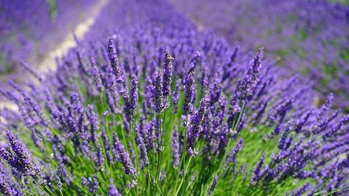 Gardenera Lavender Planting Mix - Promote Healthy Root Development and Aromatic Flowers - 4 QUARTS