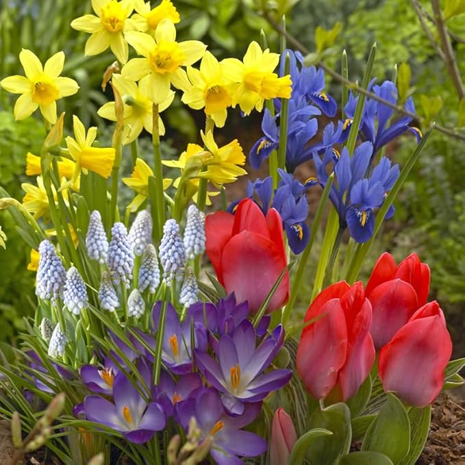 All-in-One Flower Garden Kit - 30 Bulbs Per Box - Potluck Planting Rainbow Bouquet Mix - Tulips, Daffodils, Iris, Crocus, Muscari - Live Outdoor Garden - Easy to Plant Flowers
