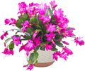 Christmas Cactus Plants Live, Thanksgiving Cactus Easter Cactus Like, 4-8 Inc Tall, Cold Hardy, Holiday Cactus for Indoor Outdoor Planting, Starter Size (Pink)