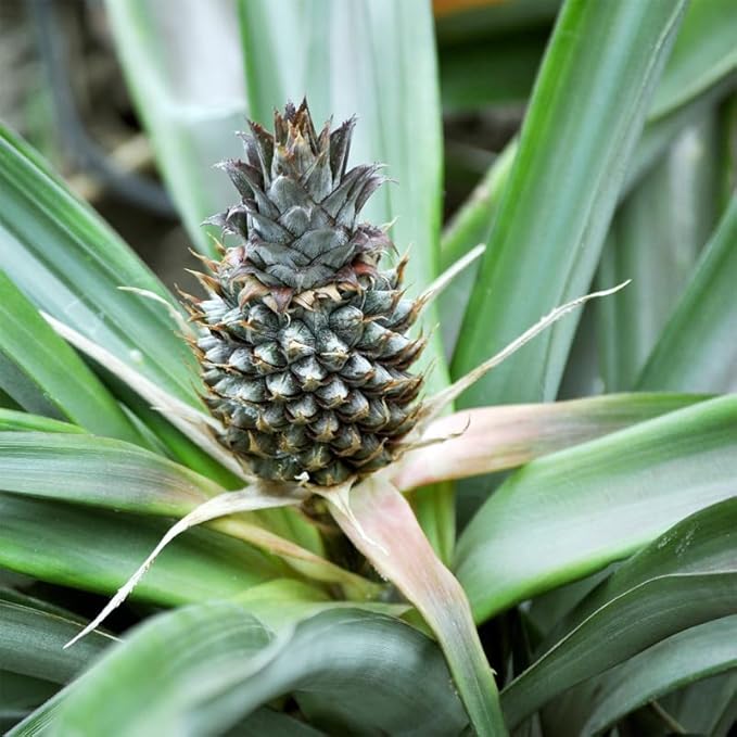 Pineapple Plant White Jade (4 Pack) | Grow Your own Food on Your Edible Organic Garden | Easy to Grow Plants | Edible Fruit Plant for Sustainable Living | Live for Planting |