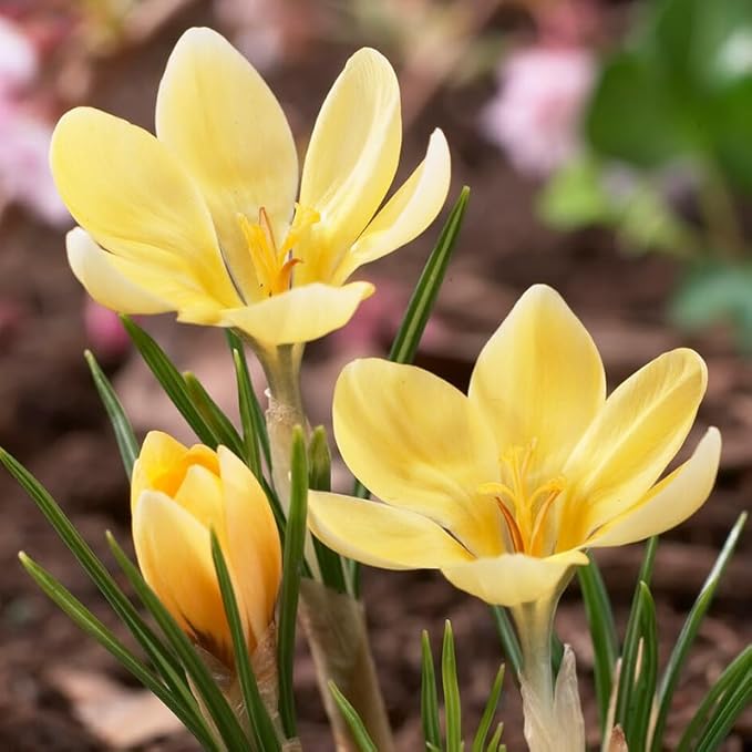 Romance Species Crocus Flower Bulbs - 25 Bulbs per Pack - Deer Resistant - Naturalizing - Perennializing - Easy to Grow Live Plants - Outdoor Garden
