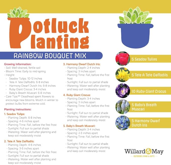 All-in-One Flower Garden Kit - 30 Bulbs Per Box - Potluck Planting Rainbow Bouquet Mix - Tulips, Daffodils, Iris, Crocus, Muscari - Live Outdoor Garden - Easy to Plant Flowers