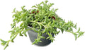 String of Dolphins with 4" Vintage Metal Pot, Live Succulent Plant Fully Rooted in Pots with Soil, Rare House Plant for Home Office Wedding Decoration DIY Projects Party