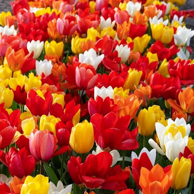 Tulipa Fringed Mixture Tulip Bulbs Size 11/12 for Planting - Plant in Fall, Winter or Early Spring (Emperor Mixture, 15, Count)