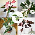 Mixed Variegated Philodendron Live Plants, Unique Foliage Philodendron Plants, Rare Tropical Houseplant, No Pot, 4-8'' Tall