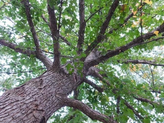 Overcup Oak Tree | 3 Live Seedlings | Quercus Lyrata | Ideal for Landscaping & Shade | Long-Lasting & Resilient Plant
