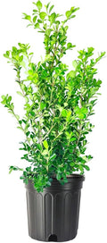 Japanese Boxwood | 2 Large Gallon Size Plants | Buxus Microphylla | Evergreen Shrub, Low Maintenance, Ideal for Hedges, Dense Foliage, Perfect for Borders, Hardy Versatile Landscaping