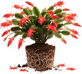 Red Christmas Cactus Plant, 3-6" Tall Colorful Holiday Cactus Houseplant Easy Care Tropical Flowering Succulent Live Plants, Well Rooted, No Pot