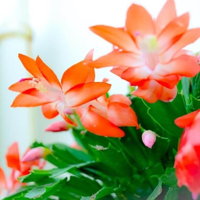 Christmas Cactus Plant Live, Holiday Cactus Live Plant, Hanging Baskets Houseplants, 4 Inc Potted (Orange)