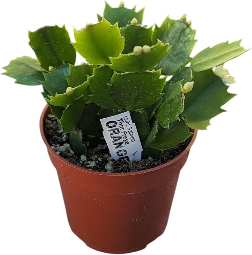 Live Christmas Cactus Plant in 4 Inch Pot, Holiday Succulent, Orange Blooming Indoor House Plant