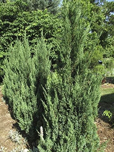 Blue Point Juniper - 20 Live Trees - Juniperus Chinensis - Evergreen Screening Plant
