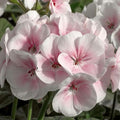 Maverick Series Geranium Appleblossom ~50 Seeds – Pelargonium x hortorum – Non-GMO, Annual – Compact 12-18" Plants – 4-6" Blooms – for Containers, Borders & Flower Beds – 91-105 Days