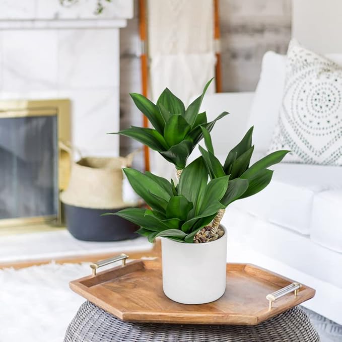 Hollyone Large Artificial Agave Plants Fake Three-Head Agave Succulent Plant Potted 15" Faux Plant in White Pot Succulent Aloe Plant Indoor for Desk Modern Home Decor