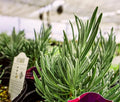 Greenwood Nursery: Live Perennial Plants - Phenomenal Lavender + Lavandula x Intermedia - [Qty: 3X Pint Pots] - (Click for Other Available Plants/Quantities)