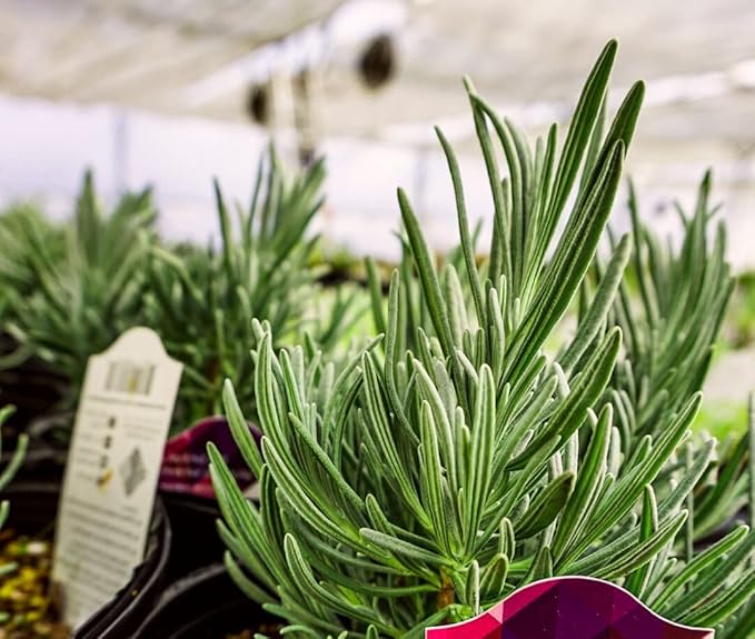 Greenwood Nursery: Live Perennial Plants - Phenomenal Lavender + Lavandula x Intermedia - [Qty: 2X Pint Pots] - (Click for Other Available Plants/Quantities)