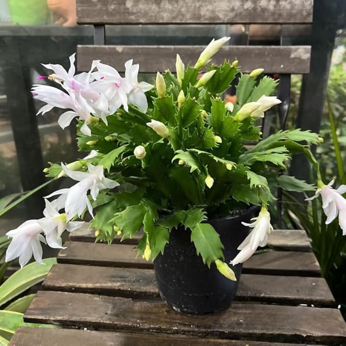 1 Thanksgiving Christmas Cactus Plants Live in 4" Pot, Houseplant Holiday Cactus, Vibrant Single Color Blooms Indoor Outdoor, Zygocactus Like, Winter Hardy (White)