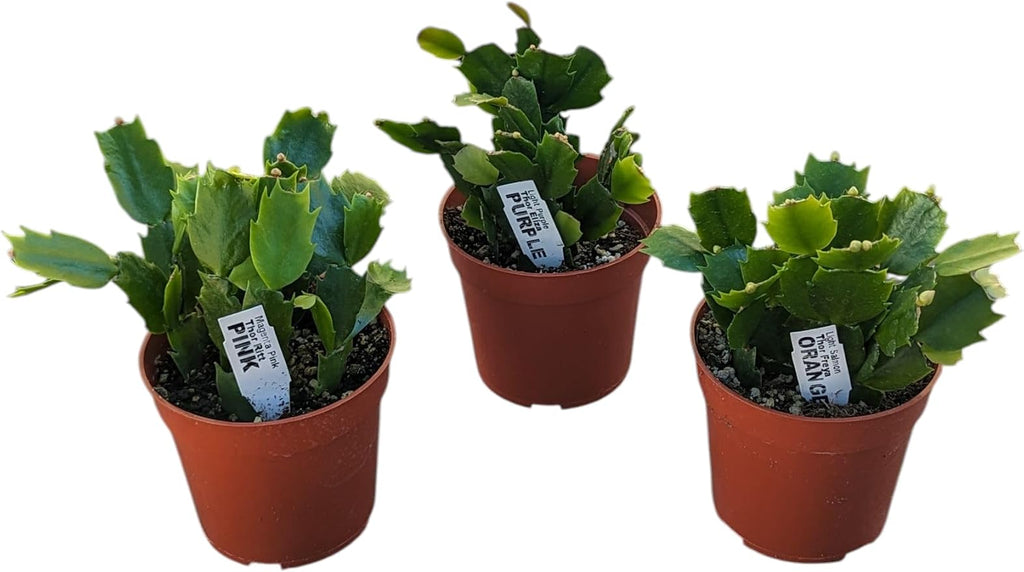 Live Holiday Cactus Plants, 4 Inch Potted Thanksgiving Christmas Cactus Collection, Pink Purple Orange Blooming Varieties, 3 Pack