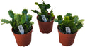 Live Holiday Cactus Plants, 4 Inch Potted Thanksgiving Christmas Cactus Collection, Pink Purple Orange Blooming Varieties, 3 Pack