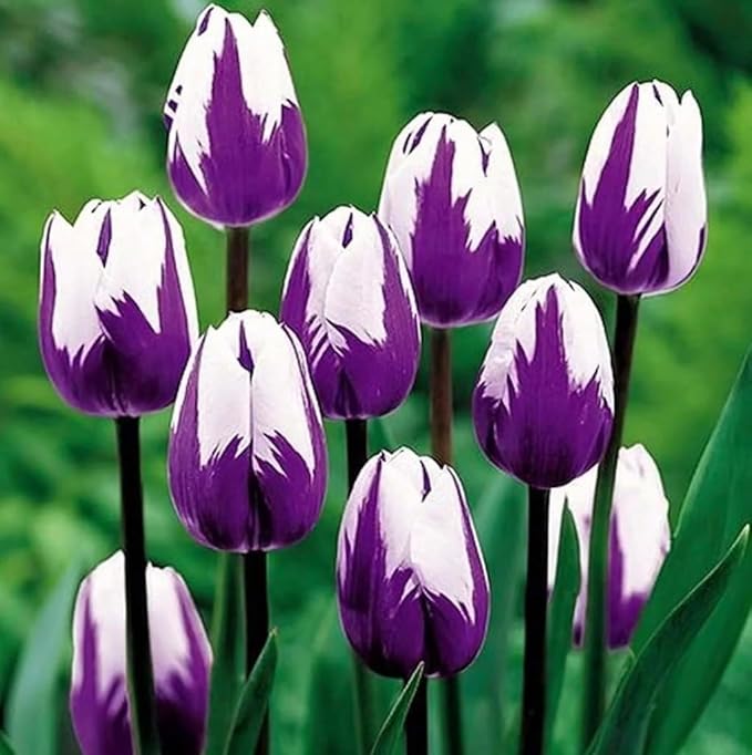 Purple and White Tulip Bulbs for Planting - Purple Flaming Flag Tulips, Perennial Blooms for Landscape Garden or Container Growing (100 Bulbs)