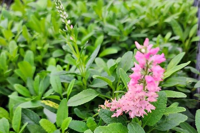 Greenwood Nursery: Live Perennial Plants - 'Red Fox' Spiked Speedwell + Veronica Spicata - [Qty: 3X Pint Pots] - (Click for Other Available Plants/Quantities)