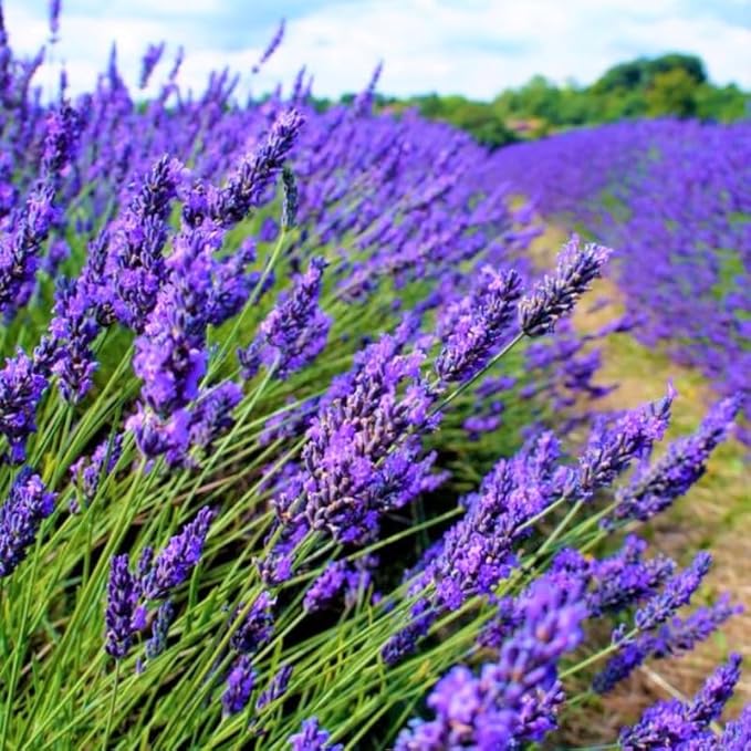 2 Purple Lavender Plants Live, Live Lavender Plant Indoor Outdoor, Live Lavender Plant, Lavender Plants Live, Edible Herb