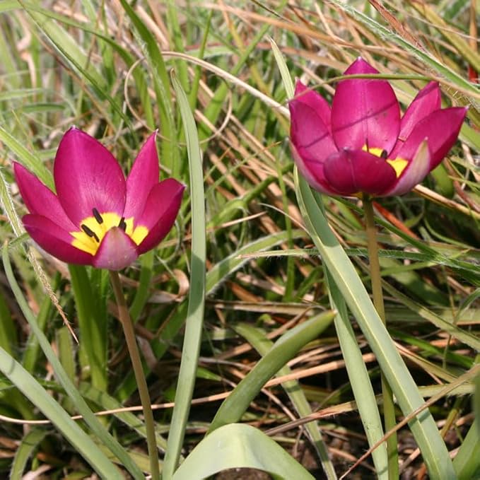 Persian Pearl Botanical Tulips Flower Bulbs - 25 Bulbs per Pack - Deer Resistant - Grows Well in Containers - Naturalizing - Perennializing