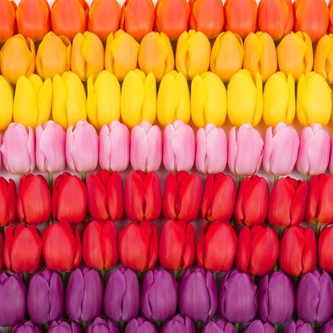 Boldyrev's Colorful Blend Tulip Garden - Mix of Pink, Yellow, Orange, Purple and Red Tulips - Stunning Perennial Flowers Bloom Each Spring - Darwin Hybrid Tulips (10 Bulbs)