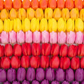 Boldyrev's Colorful Blend Tulip Garden - Mix of Pink, Yellow, Orange, Purple and Red Tulips - Stunning Perennial Flowers Bloom Each Spring - Darwin Hybrid Tulips (10 Bulbs)