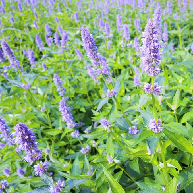 Greenwood Nursery: Live Perennial Plants - Agastache Blue Fortune + Giant Hyssop - [Qty: 2X Pint Pots] - (Click for Other Available Plants/Quantities)