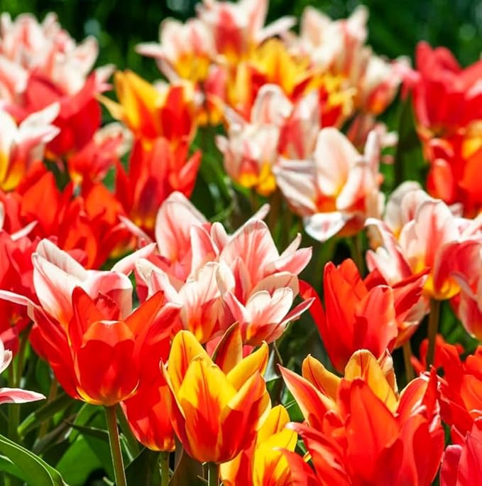 Tulips Lily Flowering Mixture Tulip Pink Red White Yellow Plant Bulbs Spring Flowering Gardens Size 12+ (50, Lily Flowering Mixture)