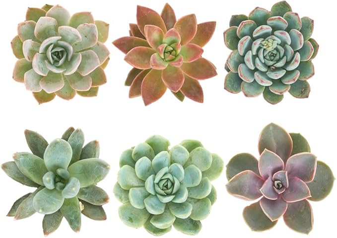Shop Succulents Rosette Succulent Plant Pack Collection - Live Mini Succulent Plants, Low Maintenance, Floral Shaped Mix of Colors & Textures - Wedding and Party Favors, Gift & Garden, Pack of 6