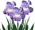 Easy to Grow Bearded Iris City Lights - 3 Plant Bulbs Rhizomes, Blue-Violet & White Flowers in Spring to Fall, Full Sun Low Maintenance