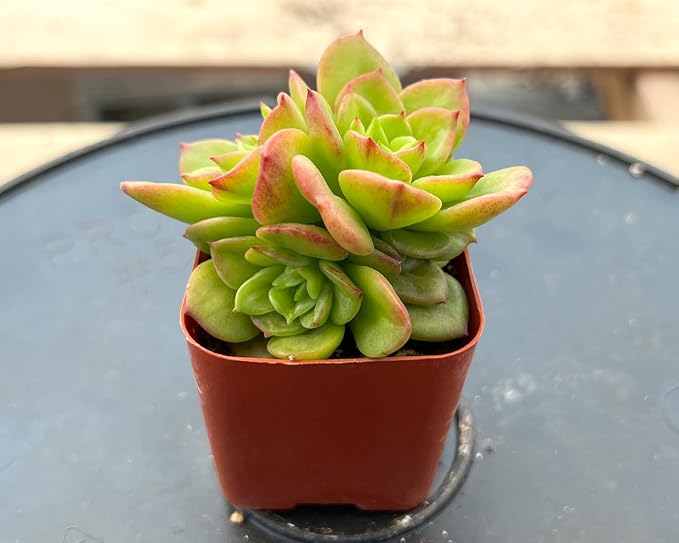 Sprout N Green x Sedeveria Rolly, 1 Live Mini Succulent Plant Fully Rooted in 2 inch Starter Pots with Soil Mix, Real House for Indoor Outdoor Home Office Wedding Decoration Party Favor