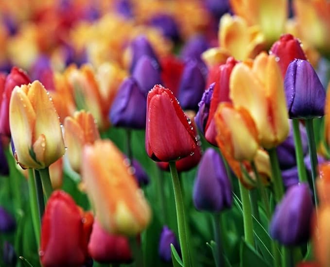 Tulipa Fringed Mixture Tulip Bulbs Size 11/12 for Planting - Plant in Fall, Winter or Early Spring (Emperor Mixture, 15, Count)